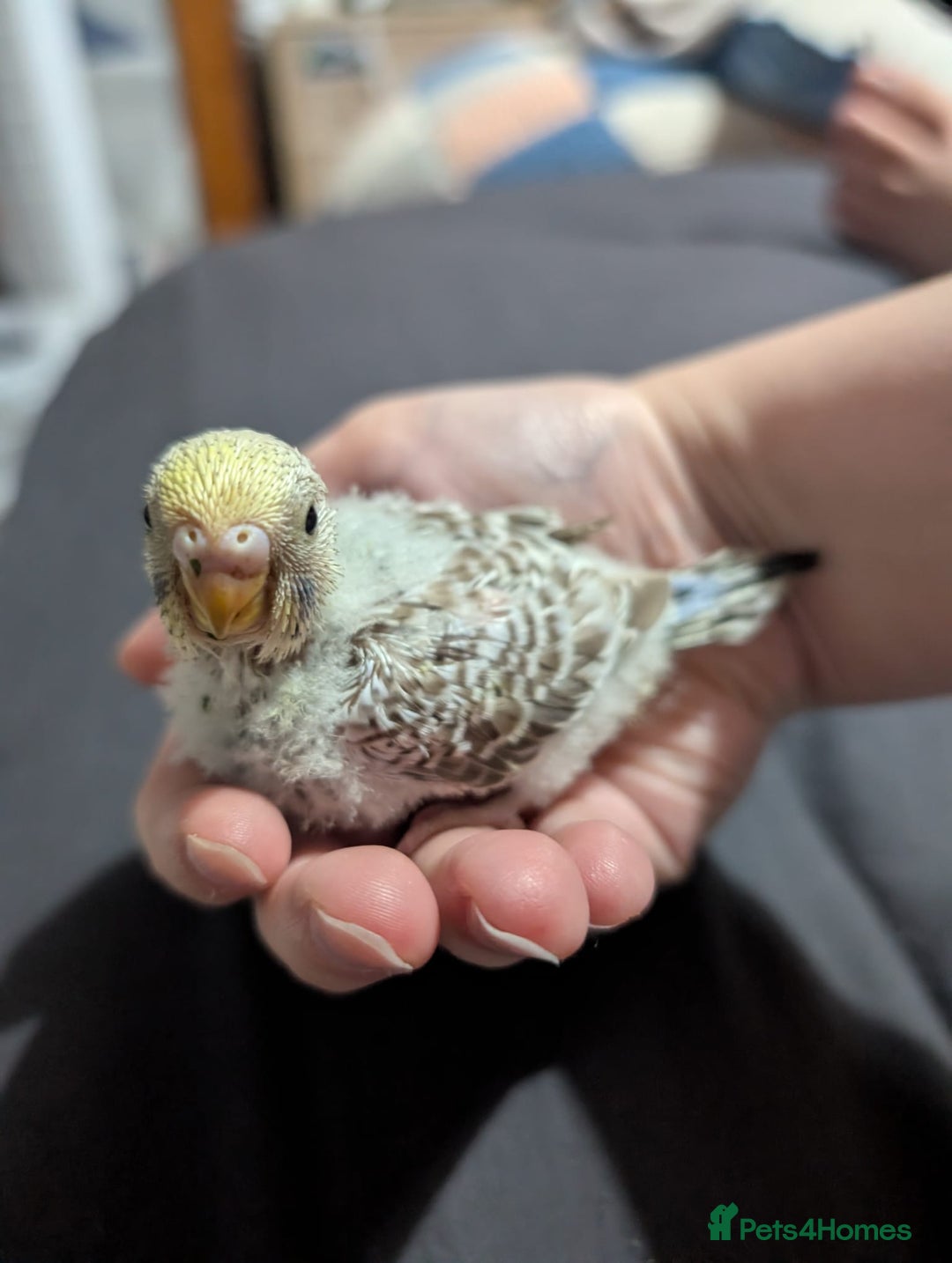 Budgerigars birds for sale: Baby budgies  - Advert 1