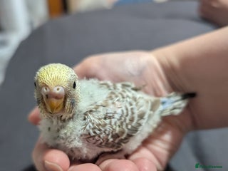 Budgerigars birds Baby budgies - Advert 1