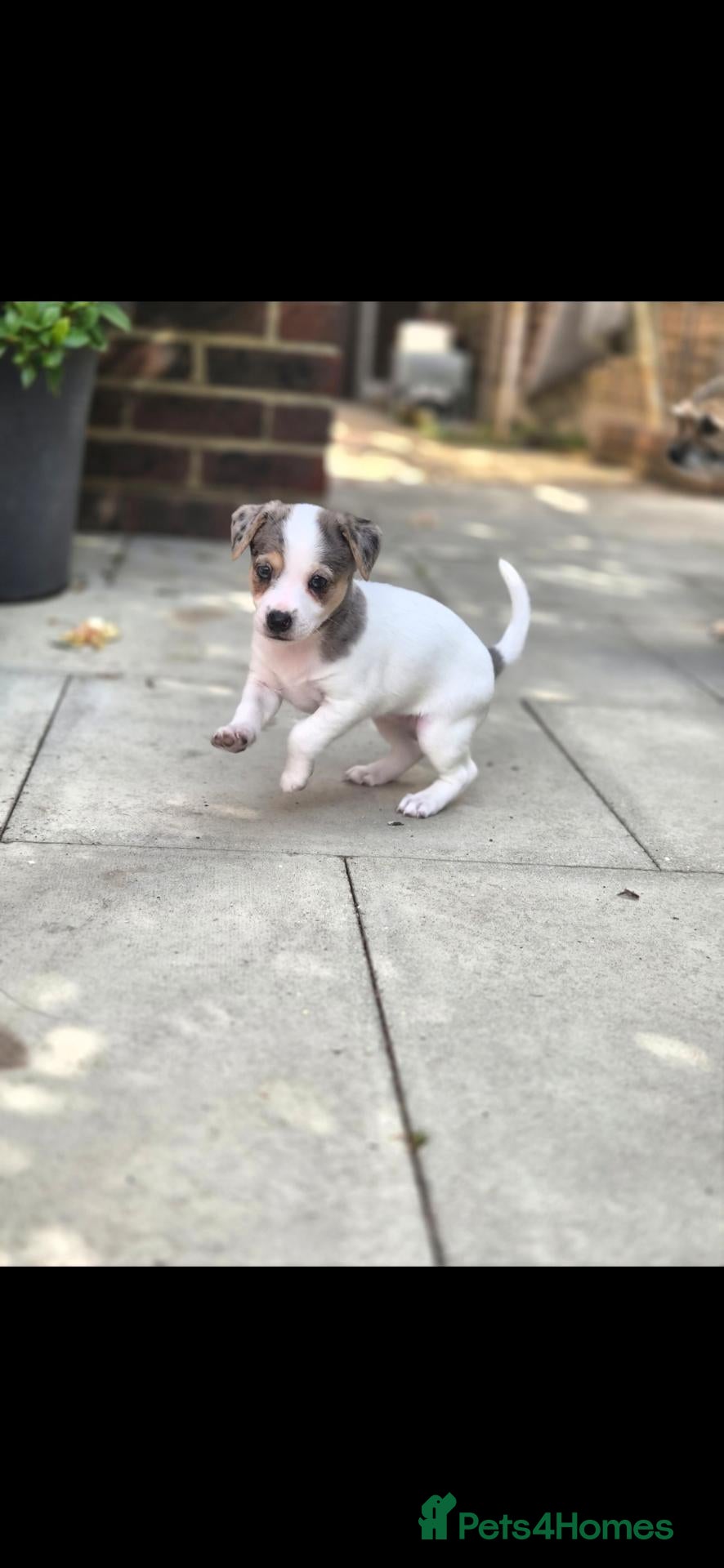 Jack Russell dogs Last little girl - Advert 15
