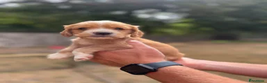 Cocker Spaniel 1
