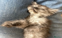 Persian cats for sale: 2 Cuddly Pedigree Persian Babies💙 - Image 12