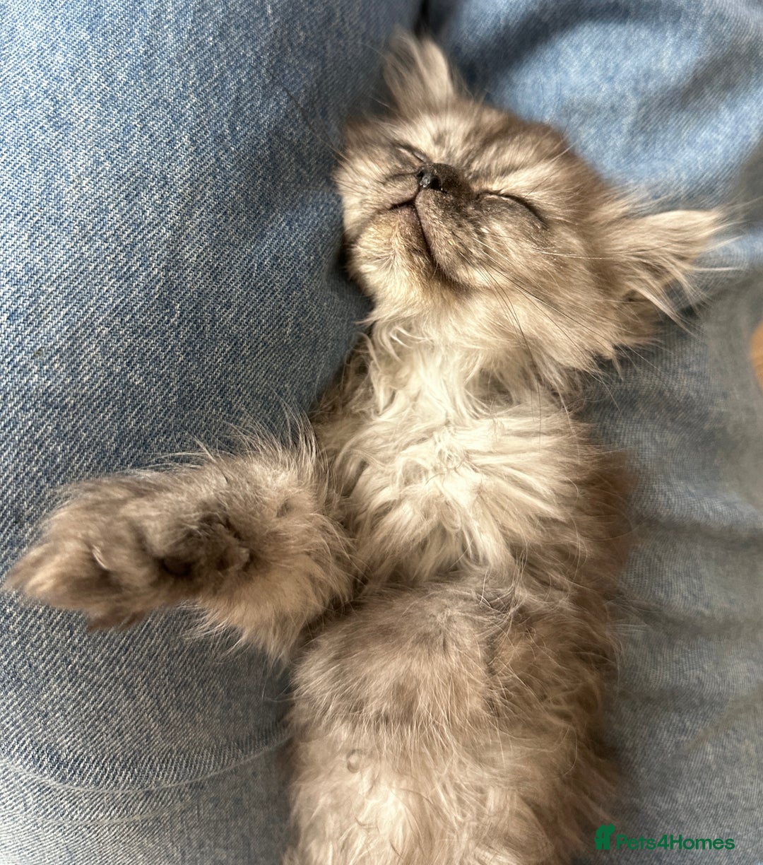 Persian cats for sale: 2 Cuddly Pedigree Persian Babies💙 - Image 12