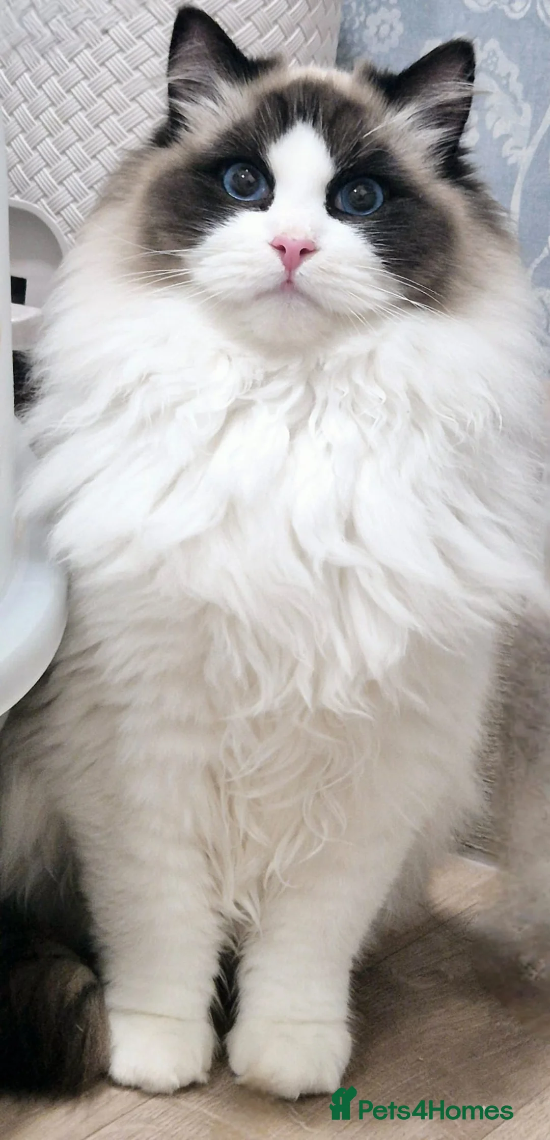 Ragdoll cats for sale: Ragdoll breeding pair in Oakham - Advert 4