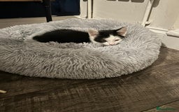 Mixed Breed cats for sale: Mixed Breed Male Kitten - Image 3