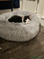 Mixed Breed cats - Advert 9