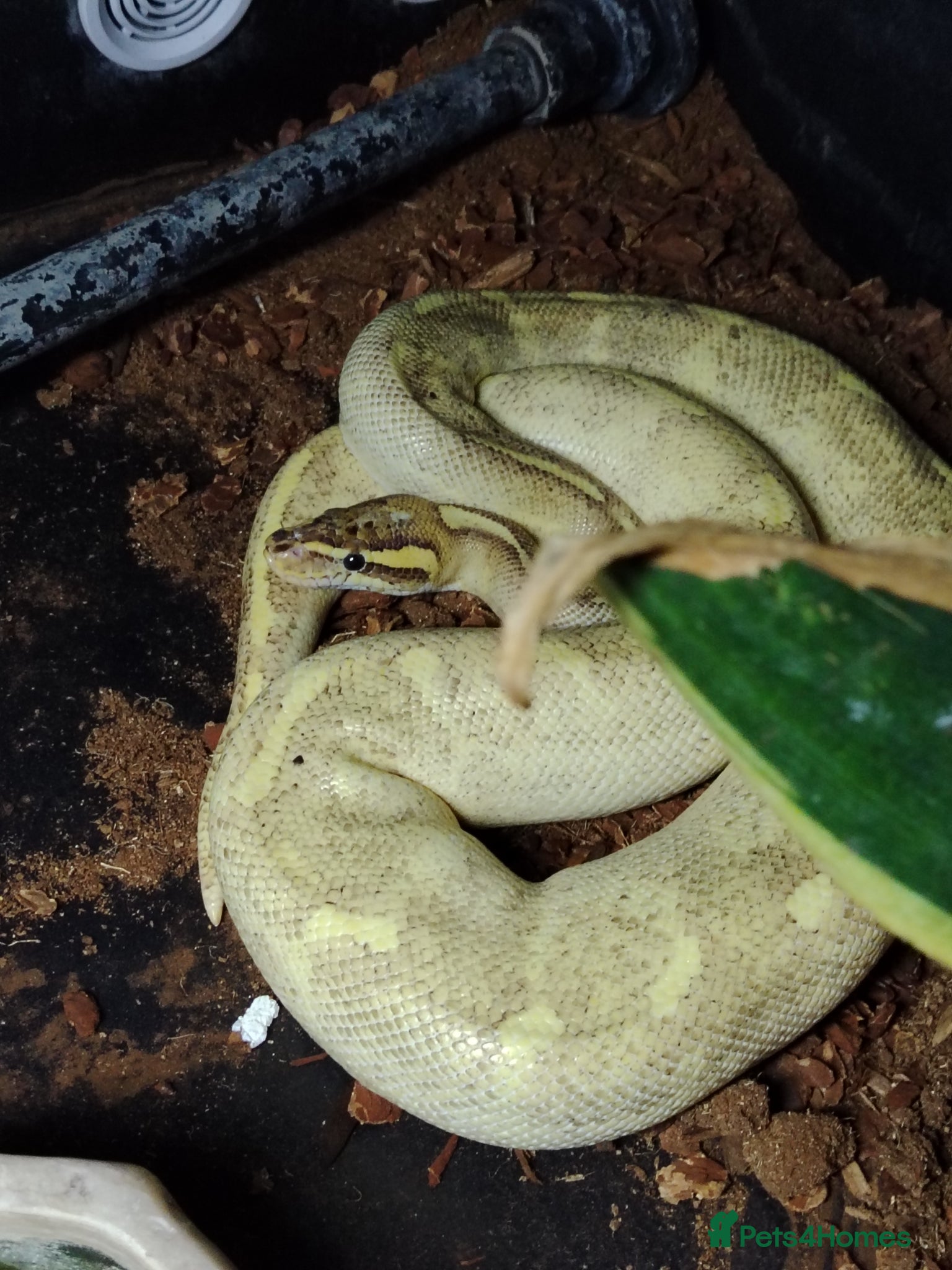 Python Snake reptiles Mardi gras python with full setup  - Advert 1