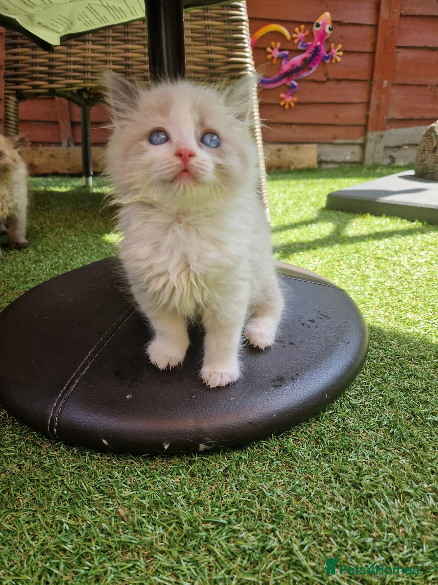 Ragdoll cats GCCF Registered Ragdoll Kittens  - Advert 1