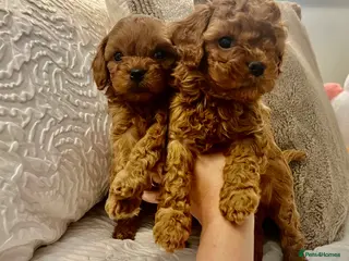 Cavapoo dogs Absolutely gorgeous cavapoo puppies available 🐾 - Advert 8