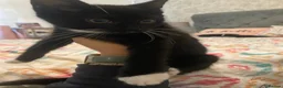 Mixed Breed cats for sale: £20 kittens  - Advert 3