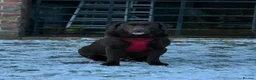Labrador Retriever dogs for stud: Ready to stud  - Advert 1
