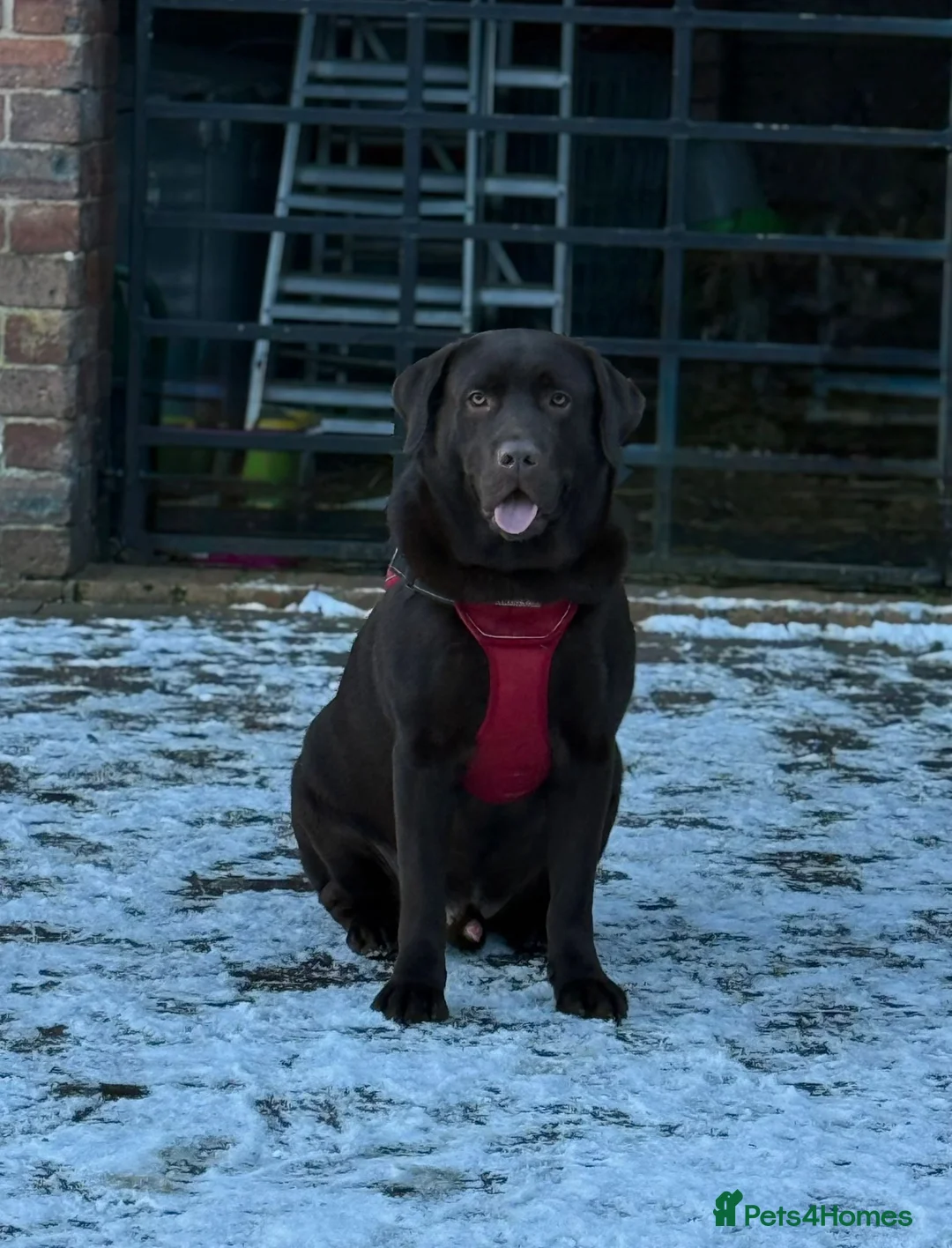 Labrador Retriever dogs for stud: Ready to stud  - Advert 1