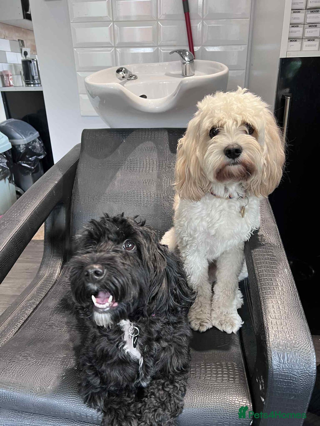 Mixed Breed dogs for sale: Beautiful Cocka/Cavapoo puppies expected.Ready Jan - Image 3