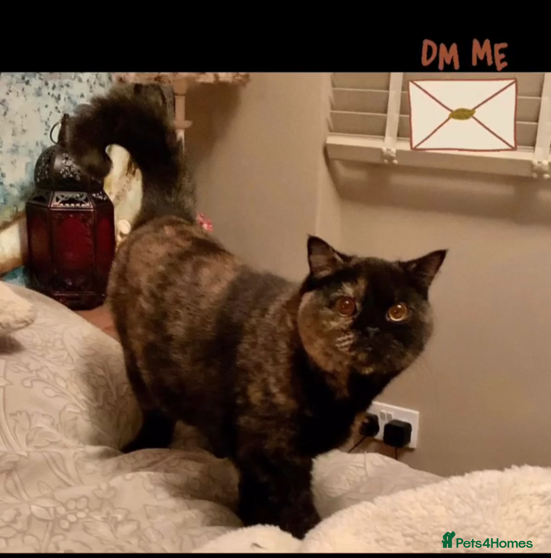 British Shorthair cats 🐾❤️Beautiful Black Tortie Girl❤️🐾 - Advert 2