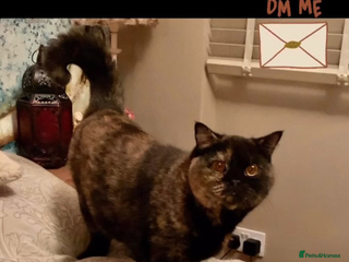 British Shorthair cats 🐾❤️Beautiful Black Tortie Girl❤️🐾 - Advert 1