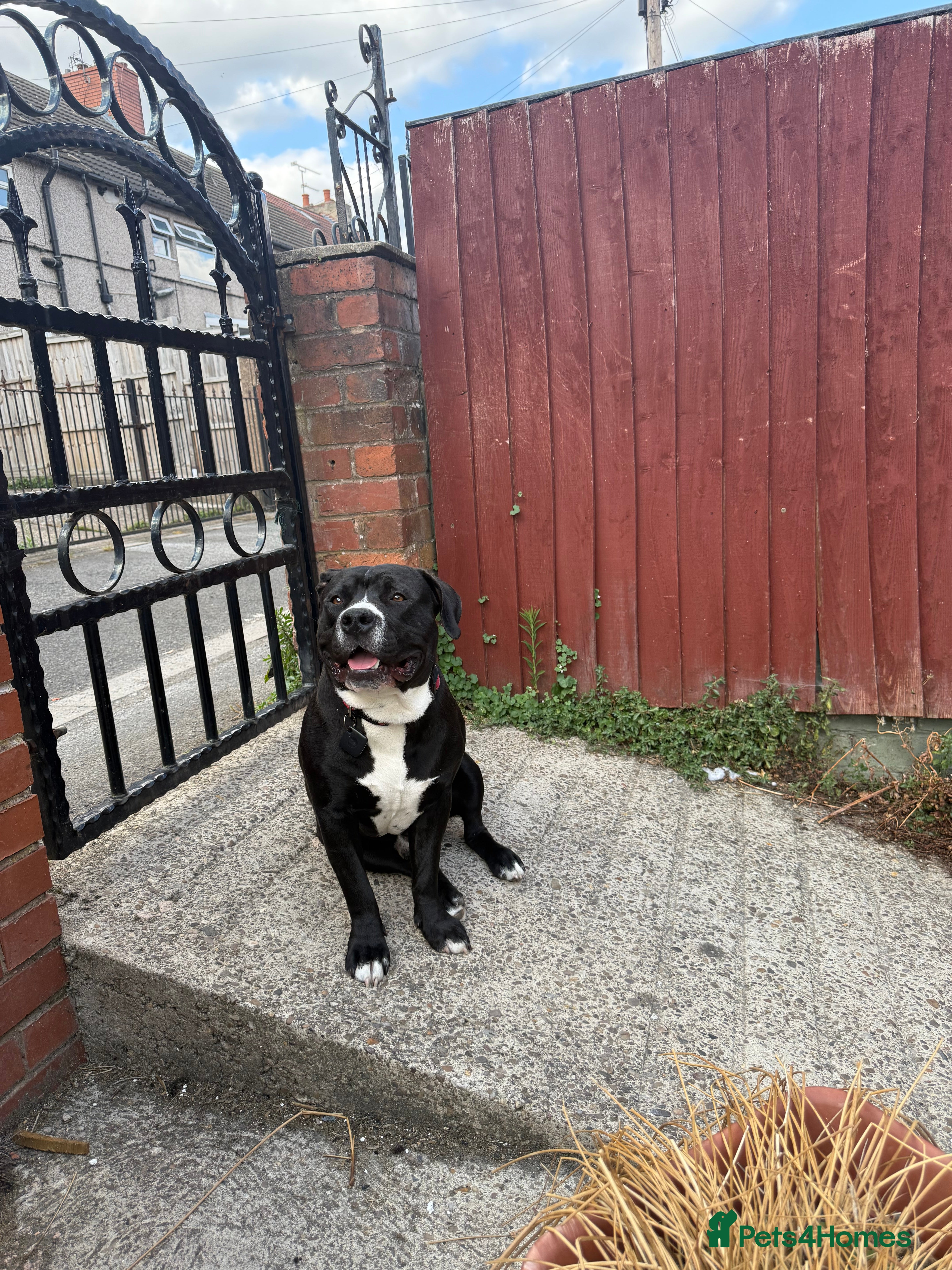 Mixed Breed dogs Staffy x Labrador  in Mansfield - Advert 1