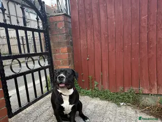 Mixed Breed dogs Staffy x Labrador in Mansfield - Advert 1