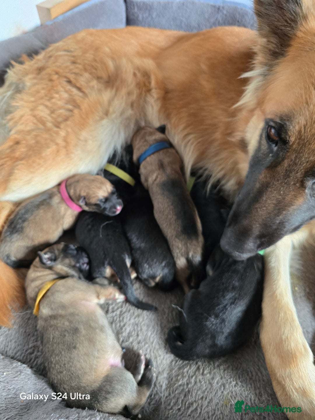 German Shepherd dogs for sale: KC Reg German Shepard's - Advert 4