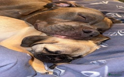 Mixed Breed dogs for sale: Maggie 1 year old Pug x Boston Terrier  - Image 5