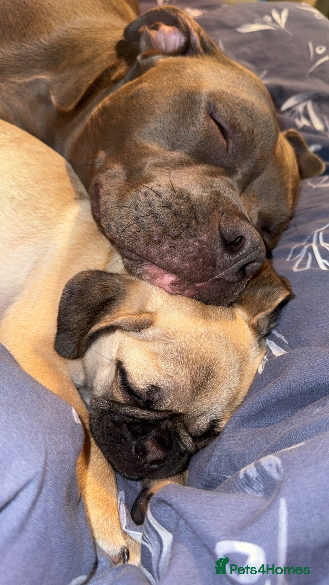 Mixed Breed dogs for sale: Maggie 1 year old Pug x Boston Terrier  - Image 5