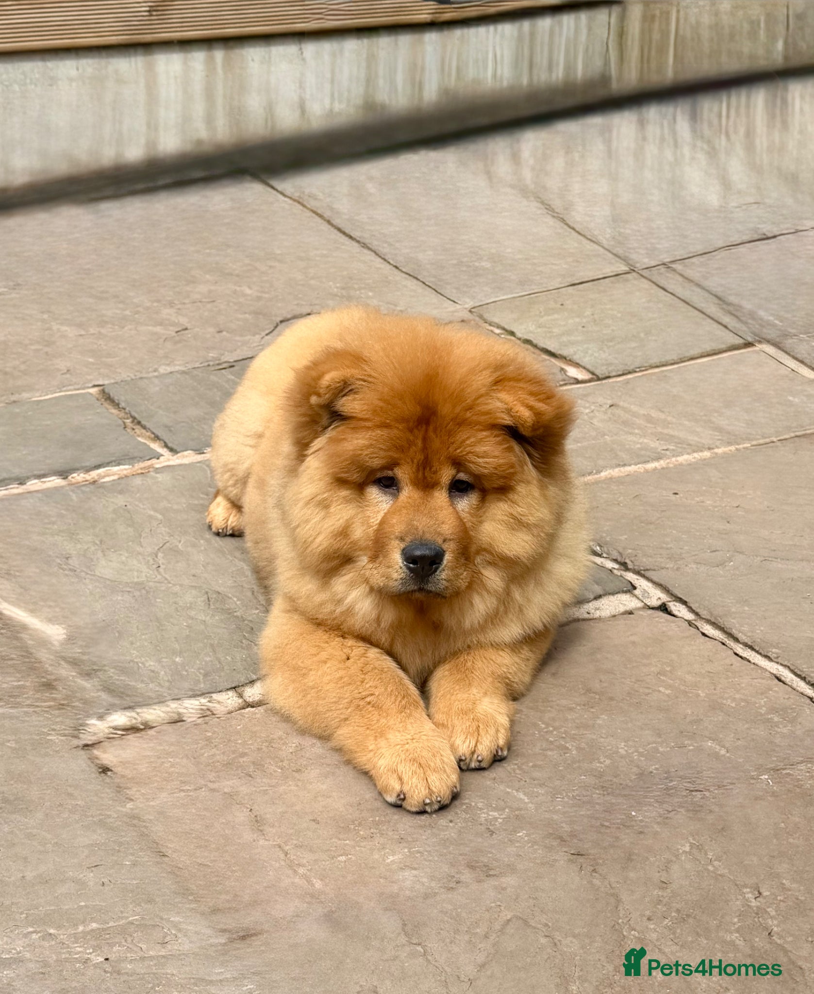 Chow Chow dogs 🐻‍❄️ Beautiful Red Chow Chow Puppies  - Advert 4