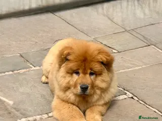 Chow Chow dogs LAST TWO 🐻❄️ Beautiful Red Chow Chow Puppies - Advert 4