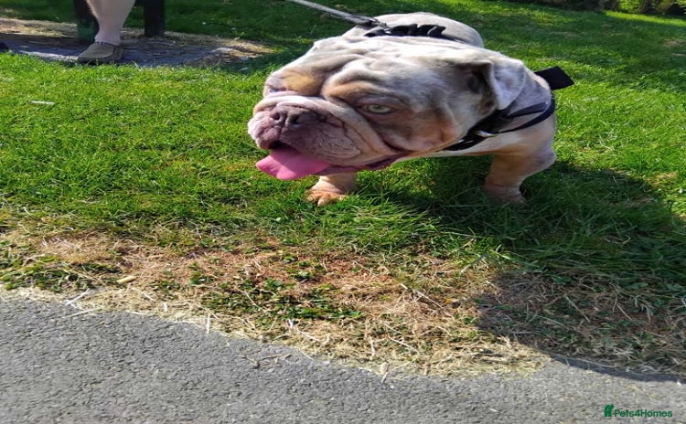 English Bulldog dogs - Advert 4