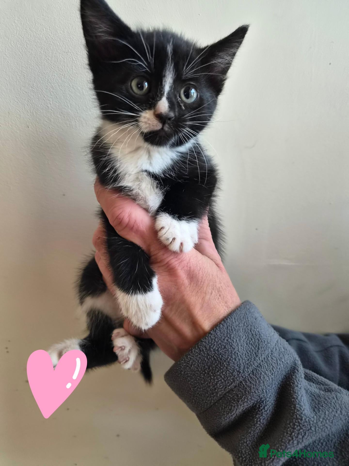 Mixed Breed cats Black and white house kittens M/F avaliable  - Advert 4