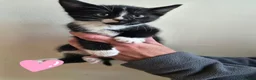 Mixed Breed cats for sale: Black and white house kittens M/F avaliable  - Advert 7