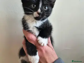 Mixed Breed cats Black and white house kittens M/F avaliable - Advert 2
