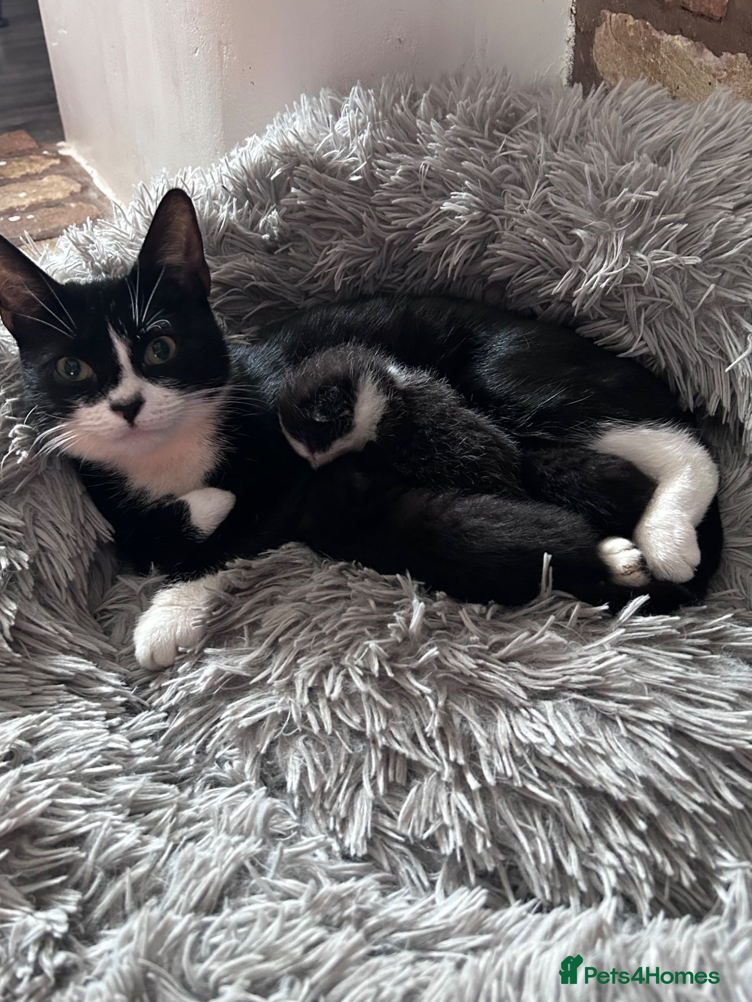 British Shorthair cats One male one female kittens  - Advert 1
