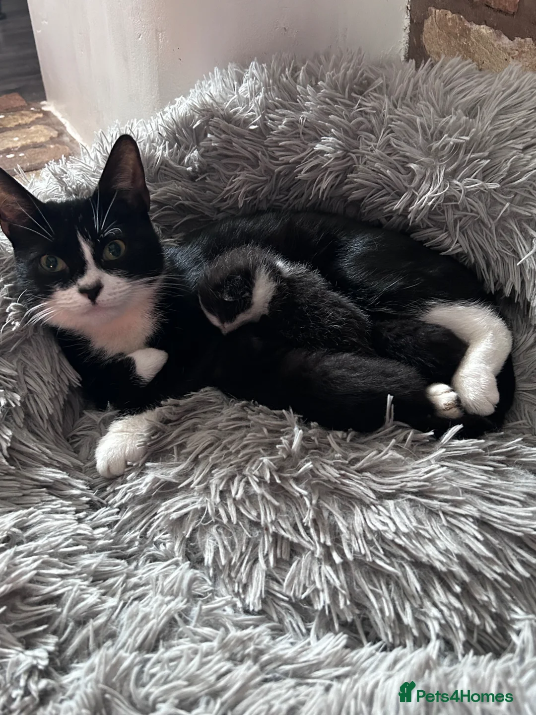 British Shorthair cats for sale: One male one female kittens  - Advert 1