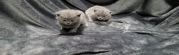 British Shorthair cats for sale: Perfect bsh kittens, very chunky and fluffy!!!! - Advert 6