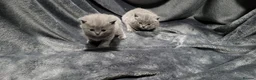 British Shorthair cats for sale: 1 female Ready Now, was to be our personal pick  - Advert 6