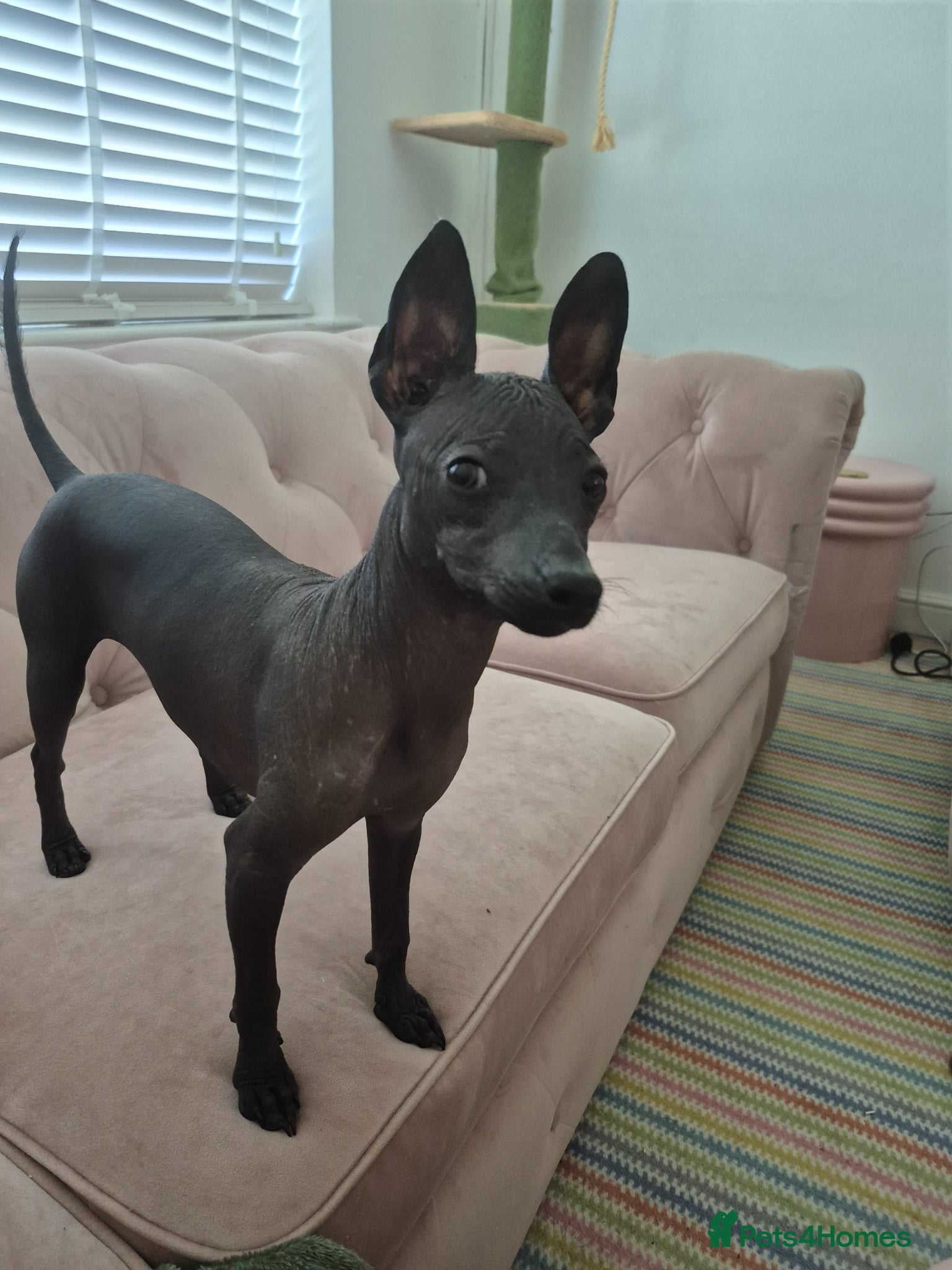 Mexican Hairless dogs Hairless mexican xolo  - Advert 18