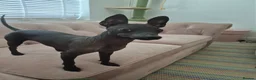 Mexican Hairless dogs for sale: Hairless mexican xolo miniature  - Advert 1
