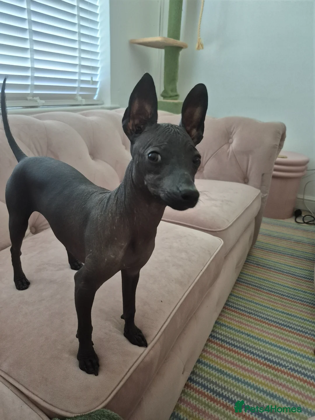 Mexican Hairless dogs for sale: Hairless mexican xolo miniature  - Advert 1