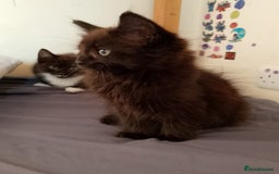 Mixed Breed cats for sale: Female kittens for sale  - Image 6