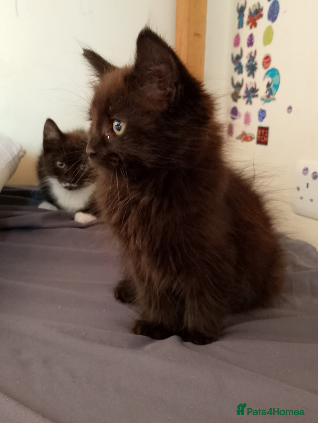 Mixed Breed cats for sale: Female kittens for sale  - Image 6