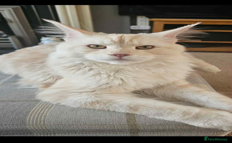 Maine Coon cats - Advert 6