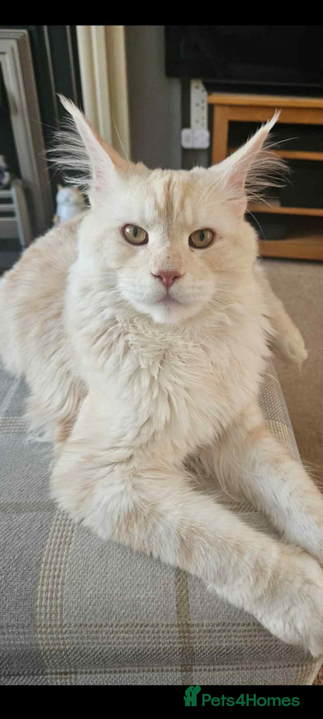 Maine Coon cats for sale: Maine Coon - Image 1