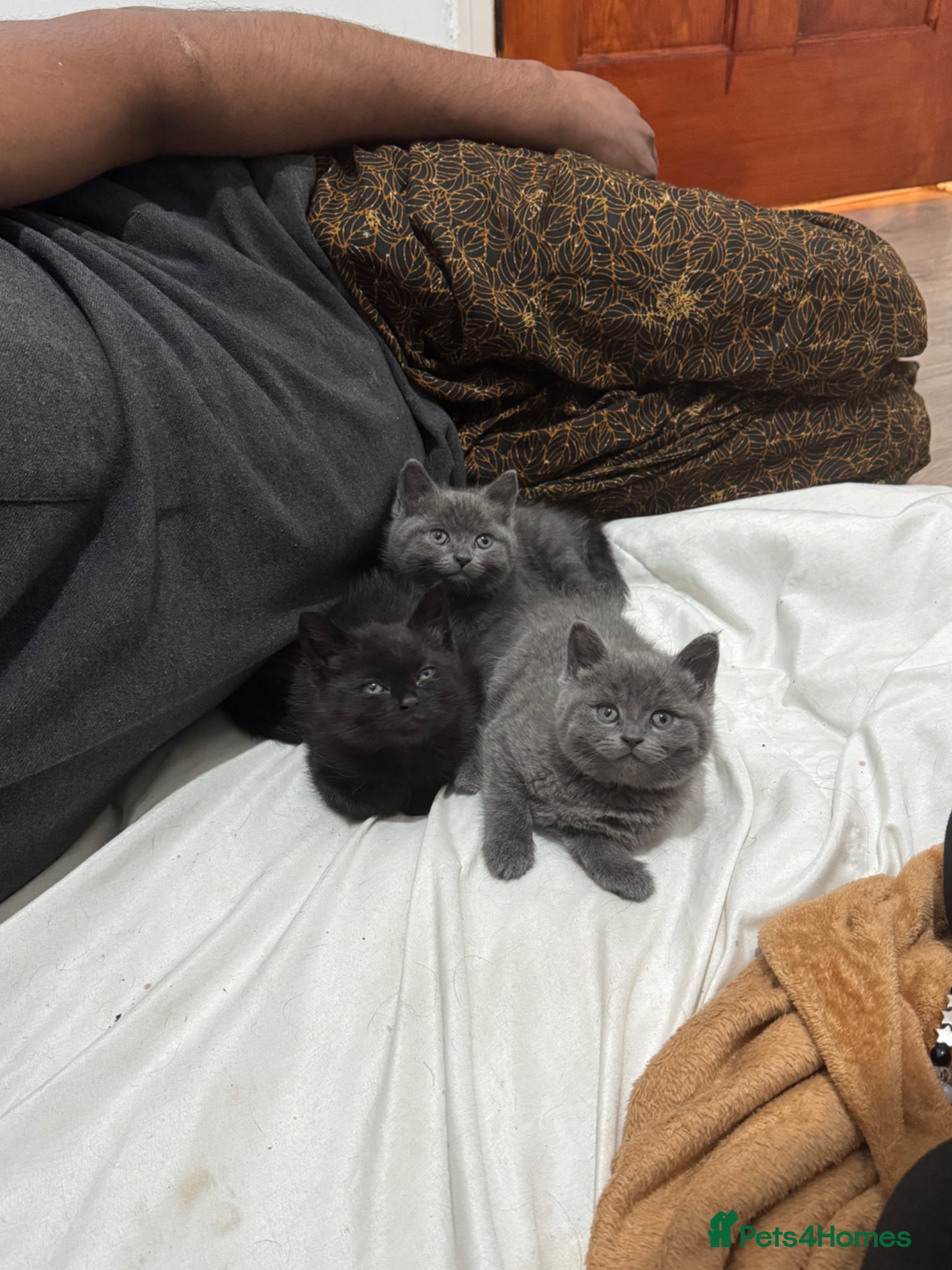 Mixed Breed cats Mixed breed kittens. - Advert 1