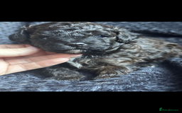 Shihpoo dogs for sale: F1b shihpoo - Advert 7