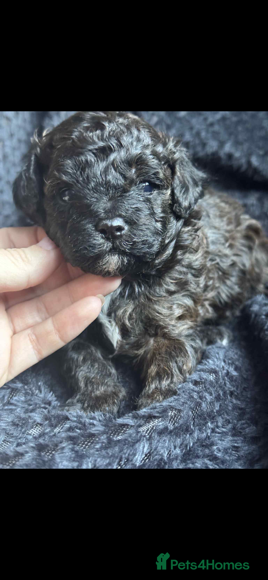 Shihpoo dogs for sale: F1b shihpoo - Advert 7