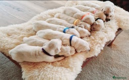 Golden Retriever dogs for sale: Newmiller Retrievers Litter Announcement  - Image 7