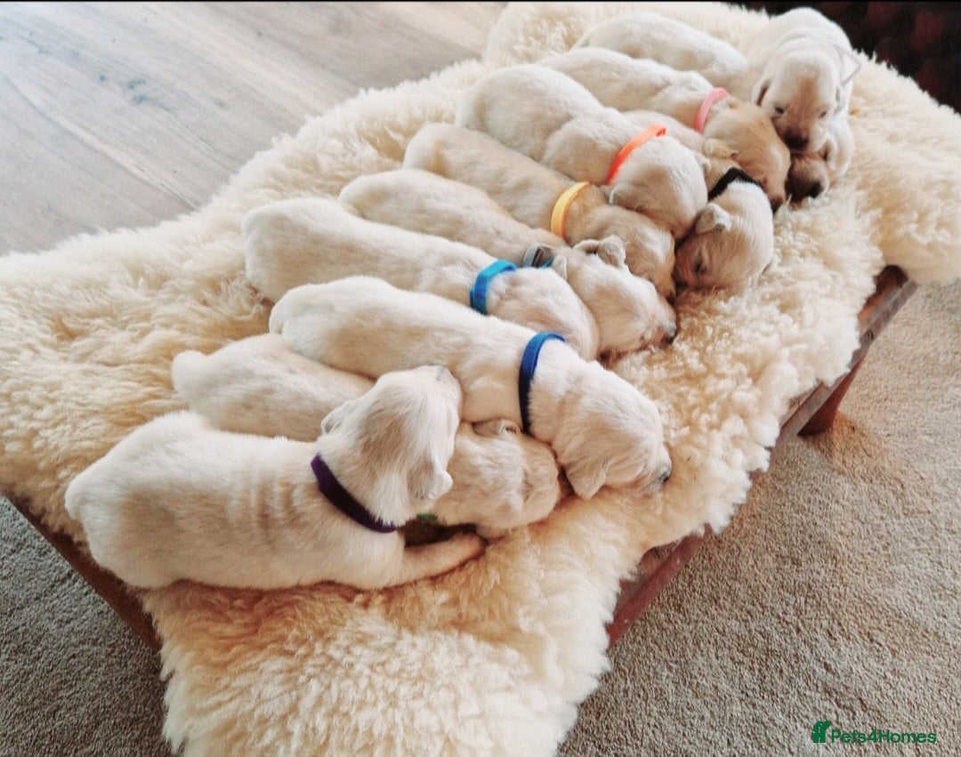 Golden Retriever dogs for sale: Newmiller Retrievers Litter Announcement  - Image 7