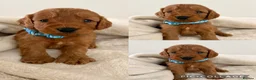 Cockapoo dogs for sale: Health Tested Fox Red Cockapoos - Advert 4