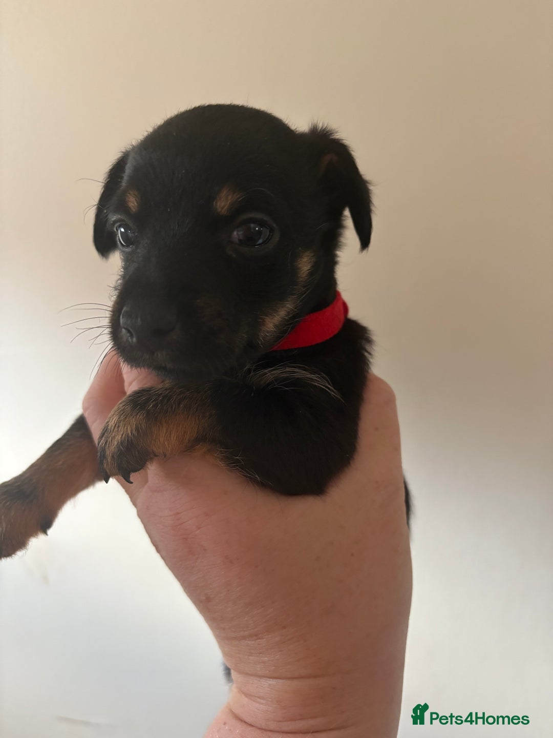 Mixed Breed dogs for sale: Yorkshire terrier x jack Russel *READY NEXT WEEK* - Image 11