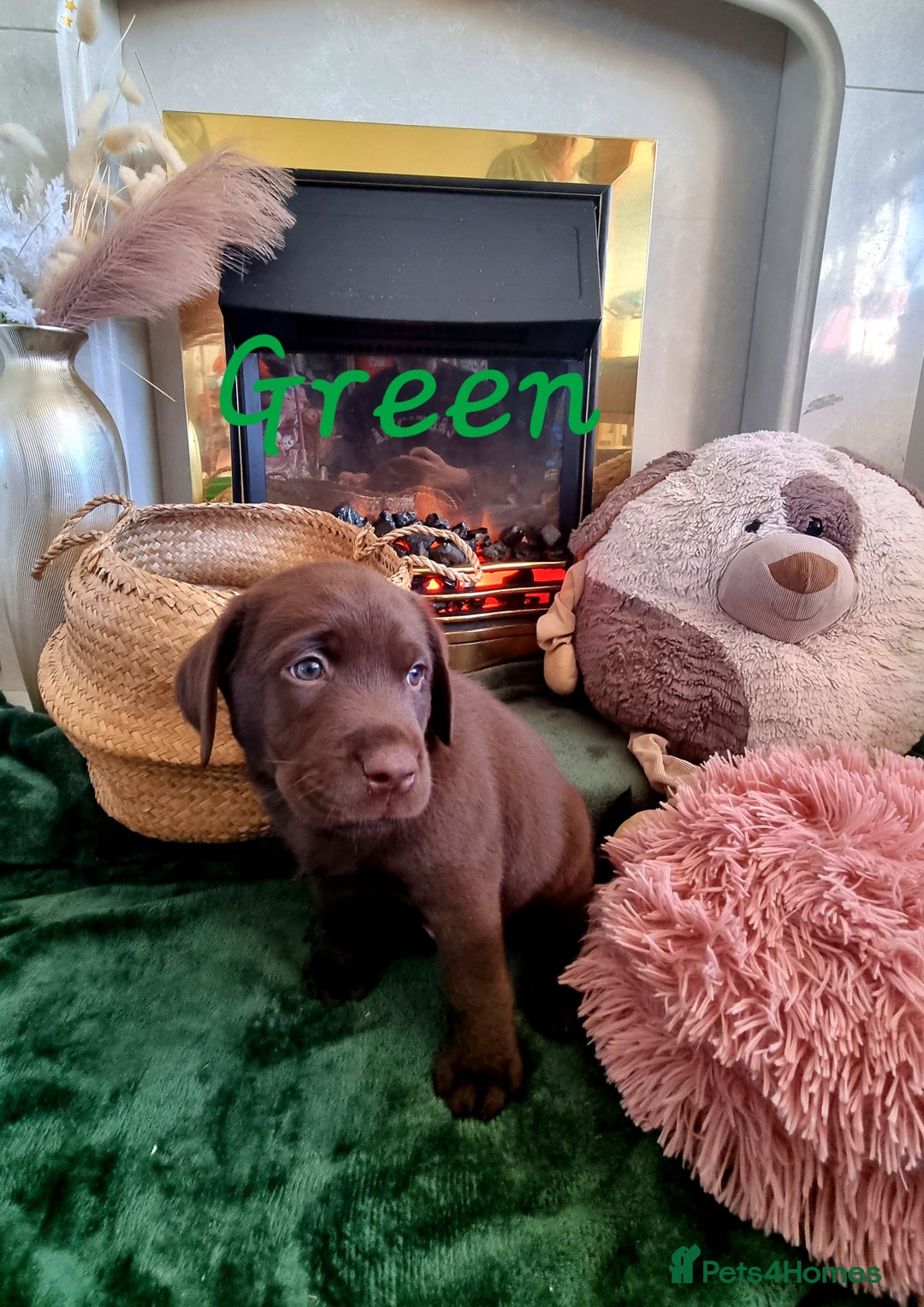 Labrador Retriever dogs for sale: Bundle of Chocolate Joy- Labrador Retrive Puppies - Image 33