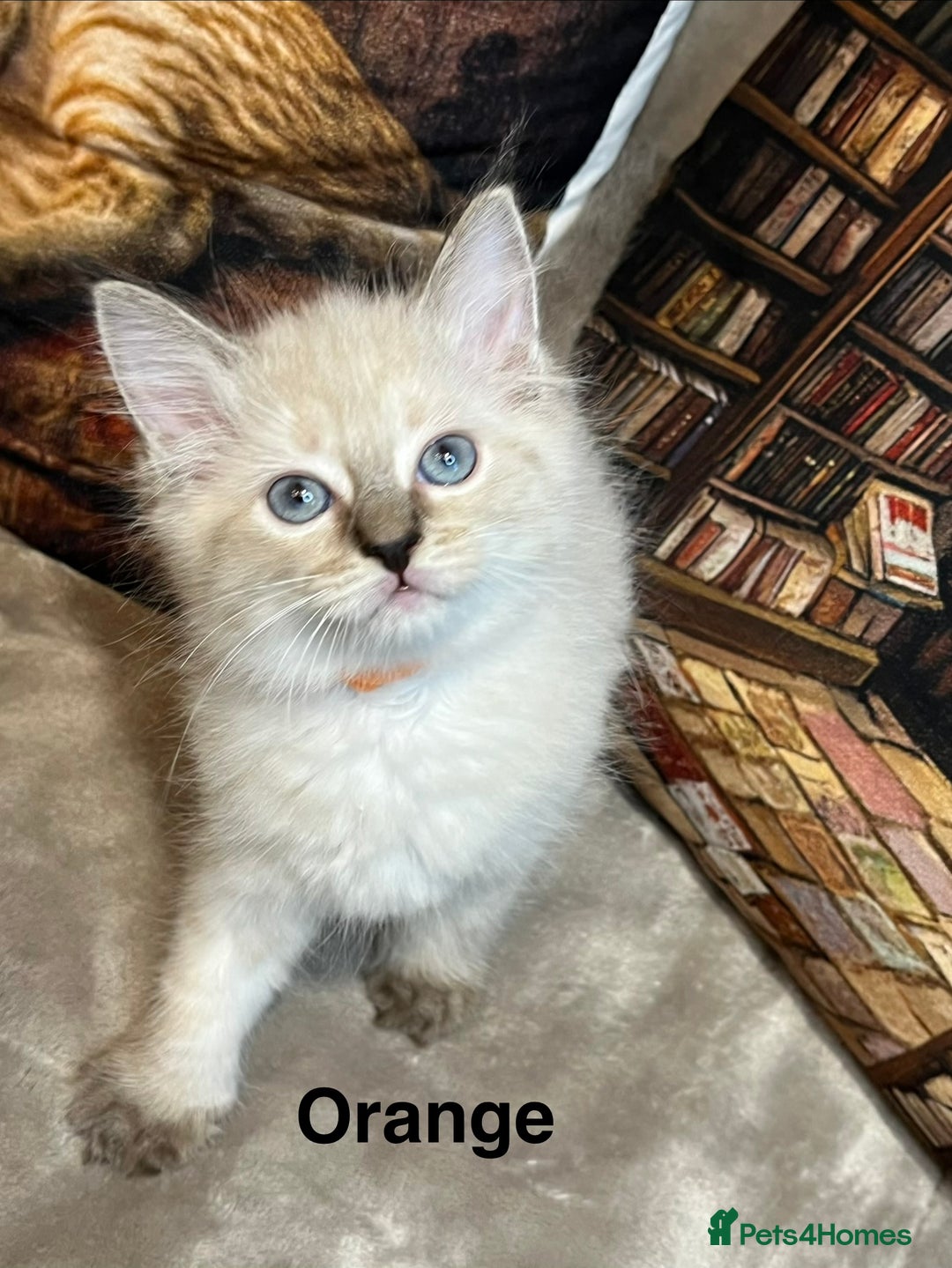 Ragdoll cats for sale: ❤️Amazing Pure Ragdoll Girls Waiting Loving Family - Advert 4