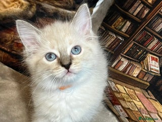 Ragdoll cats ❤️Amazing Pure Ragdoll Girls Waiting Loving Family - Advert 2